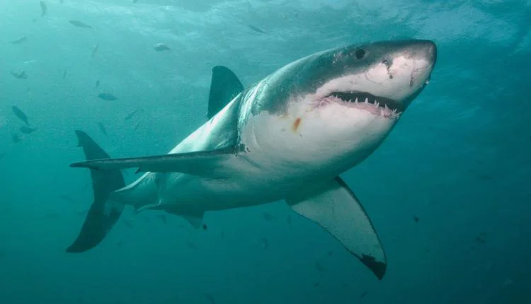 New on AAAS: Chumming for Sharks