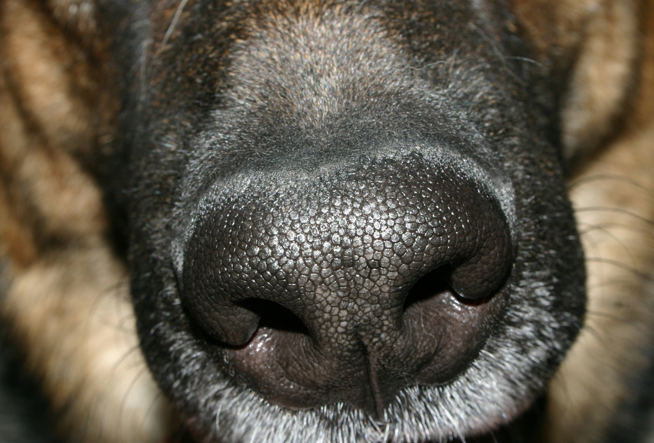 Какой нос у щенка. Собака с коричневым носом. Собачий нос. Белый налет на носу у собаки.