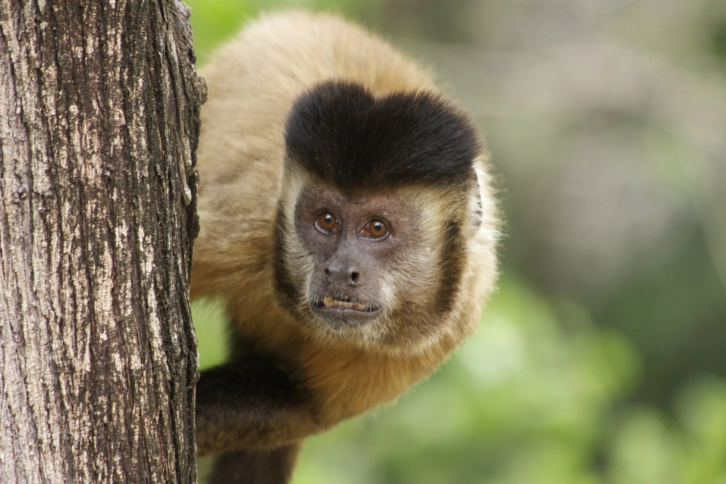Macaco-prego_Sapajus_libidinosus_2012_28066.jpg