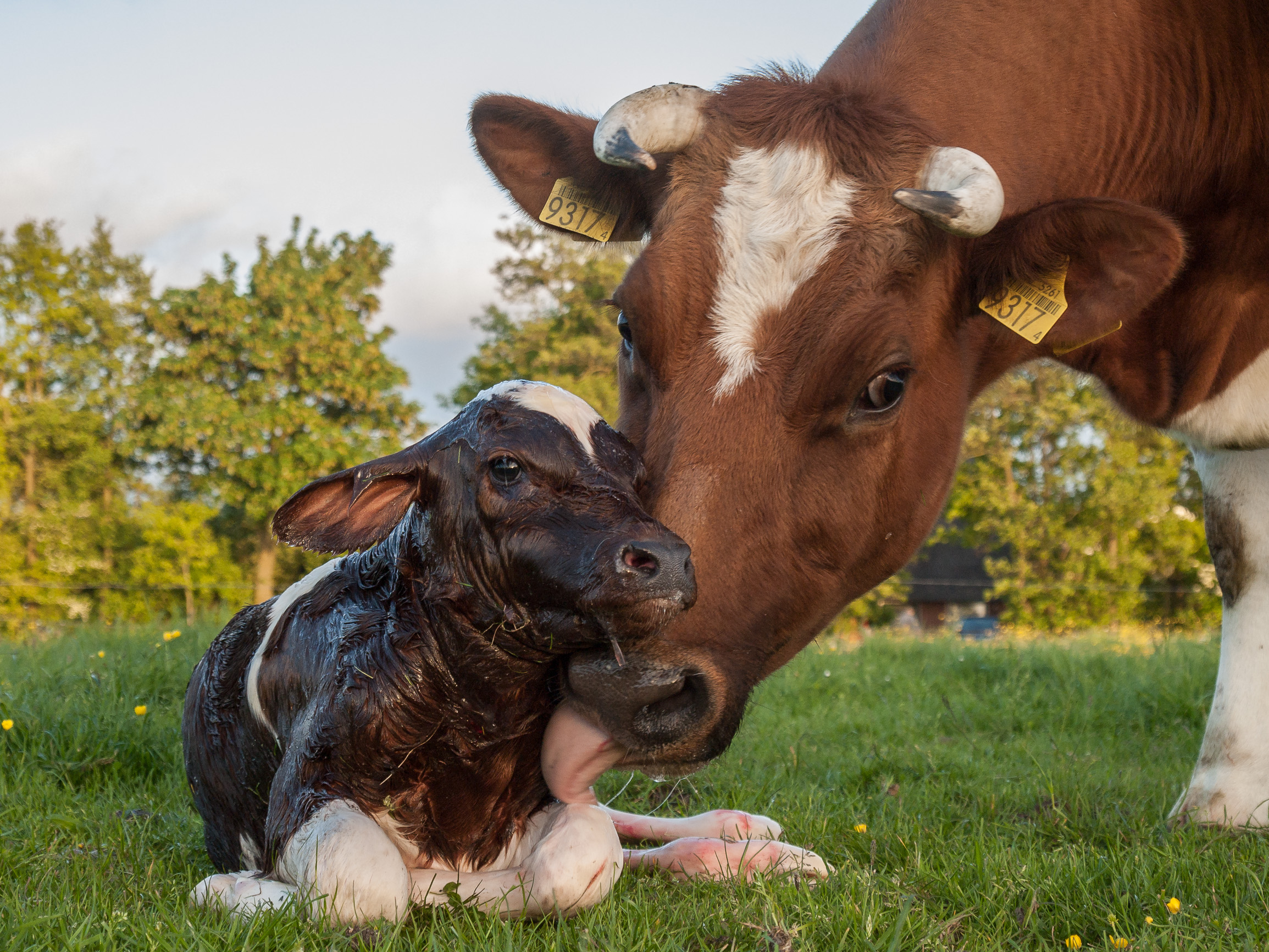 Как рождаются телята. Корова. Коровы и телята. Домашние коровы. Забота о домашних животных.