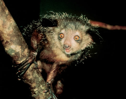 The Creature Feature: 10 Fun Facts About the Aye-Aye — Mary Bates, PhD