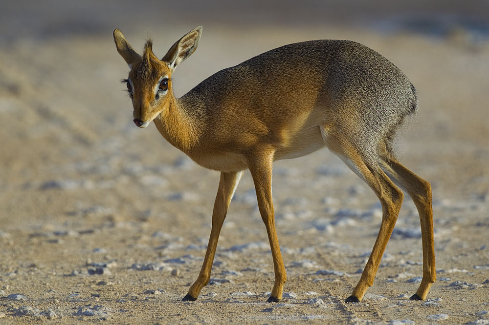 The Creature Feature: 10 Fun Facts About the Dik-Dik — Mary Bates, PhD