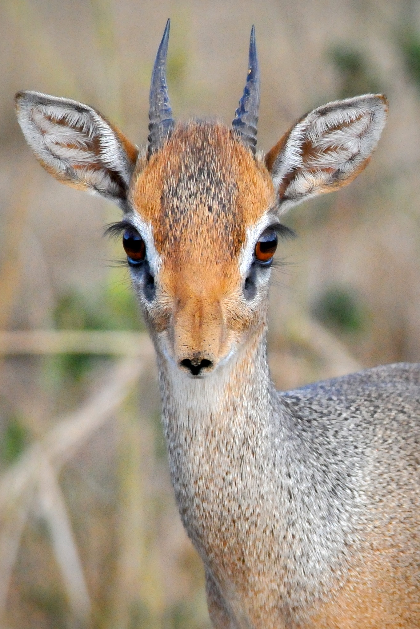 The Creature Feature: 10 Fun Facts About the Dik-Dik — Mary Bates, PhD