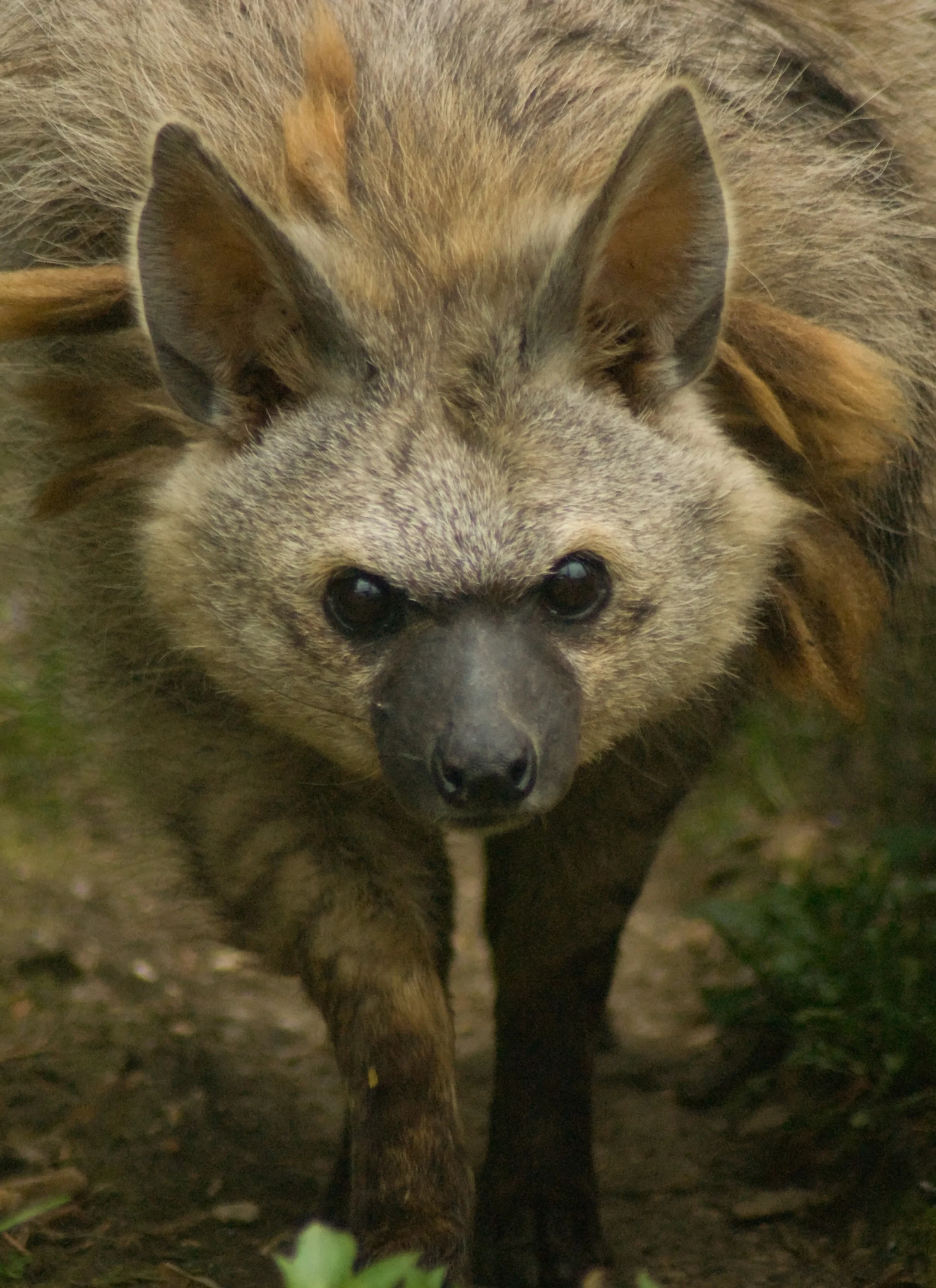 The Creature Feature: 10 Fun Facts About the Aardwolf — Mary Bates, PhD