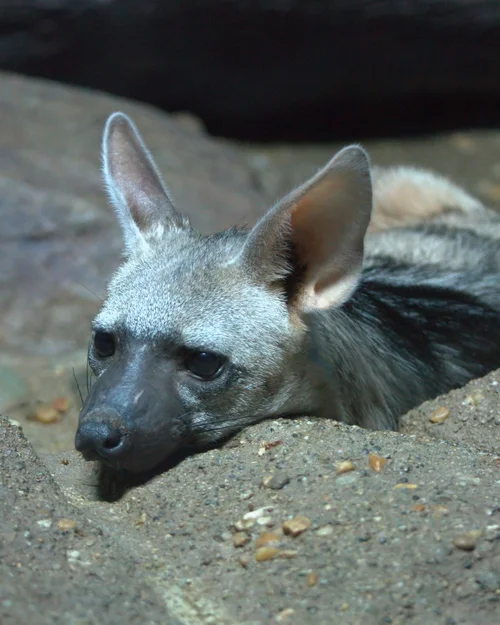The Creature Feature: 10 Fun Facts About the Aardwolf — Mary Bates, PhD