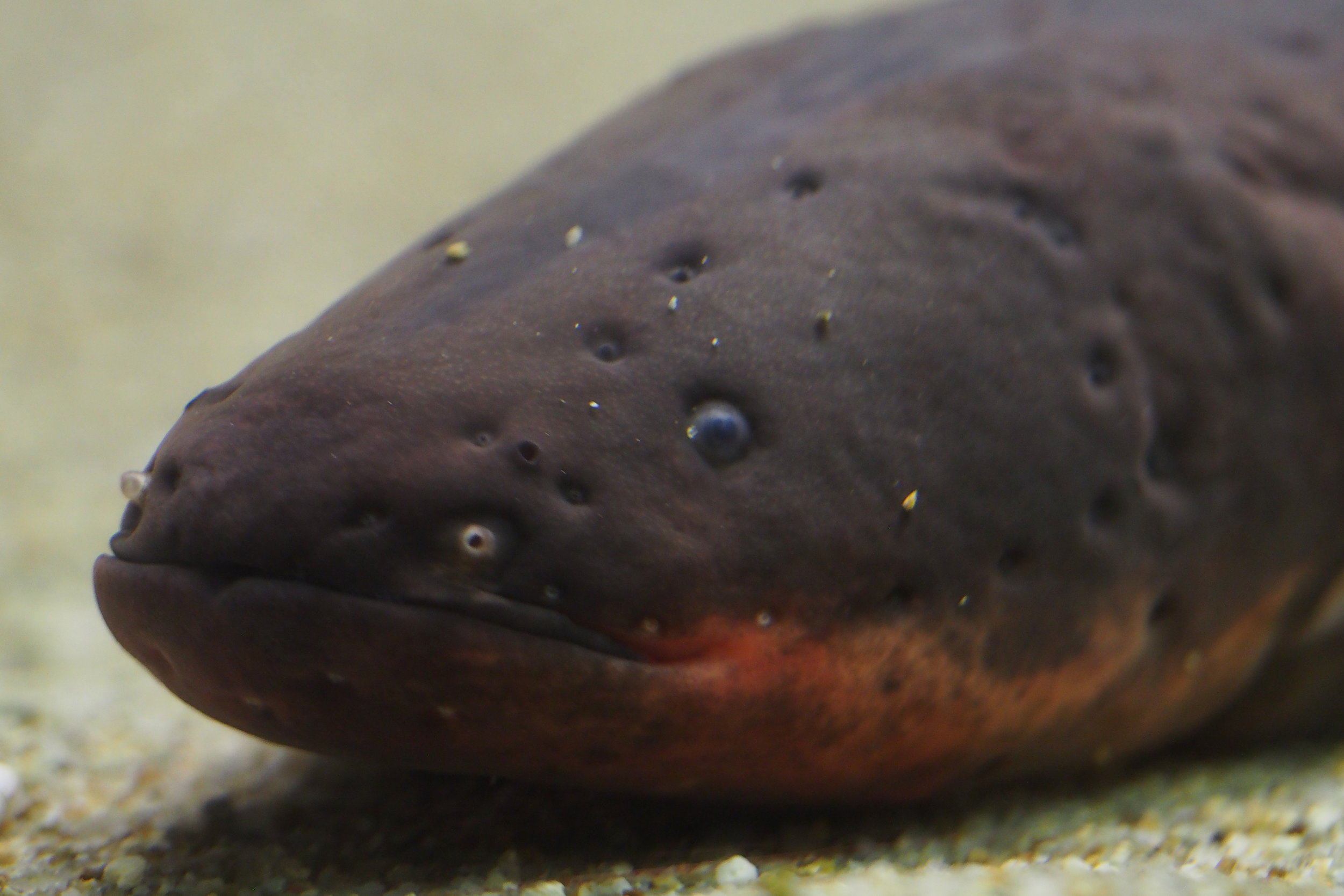 Electric_eel_Electrophorus_electricus_15595062280.jpg