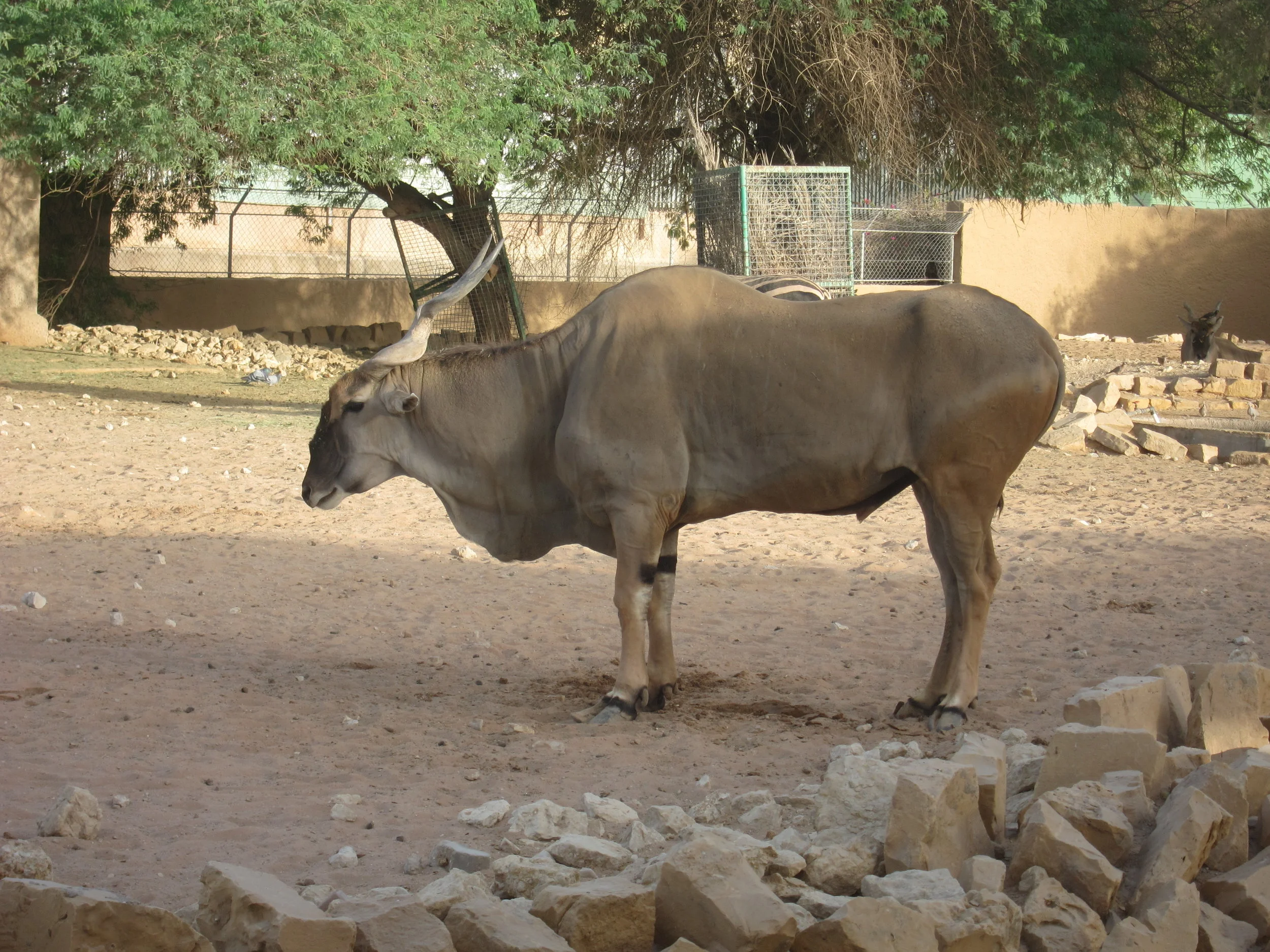 Common_Eland_01.jpg