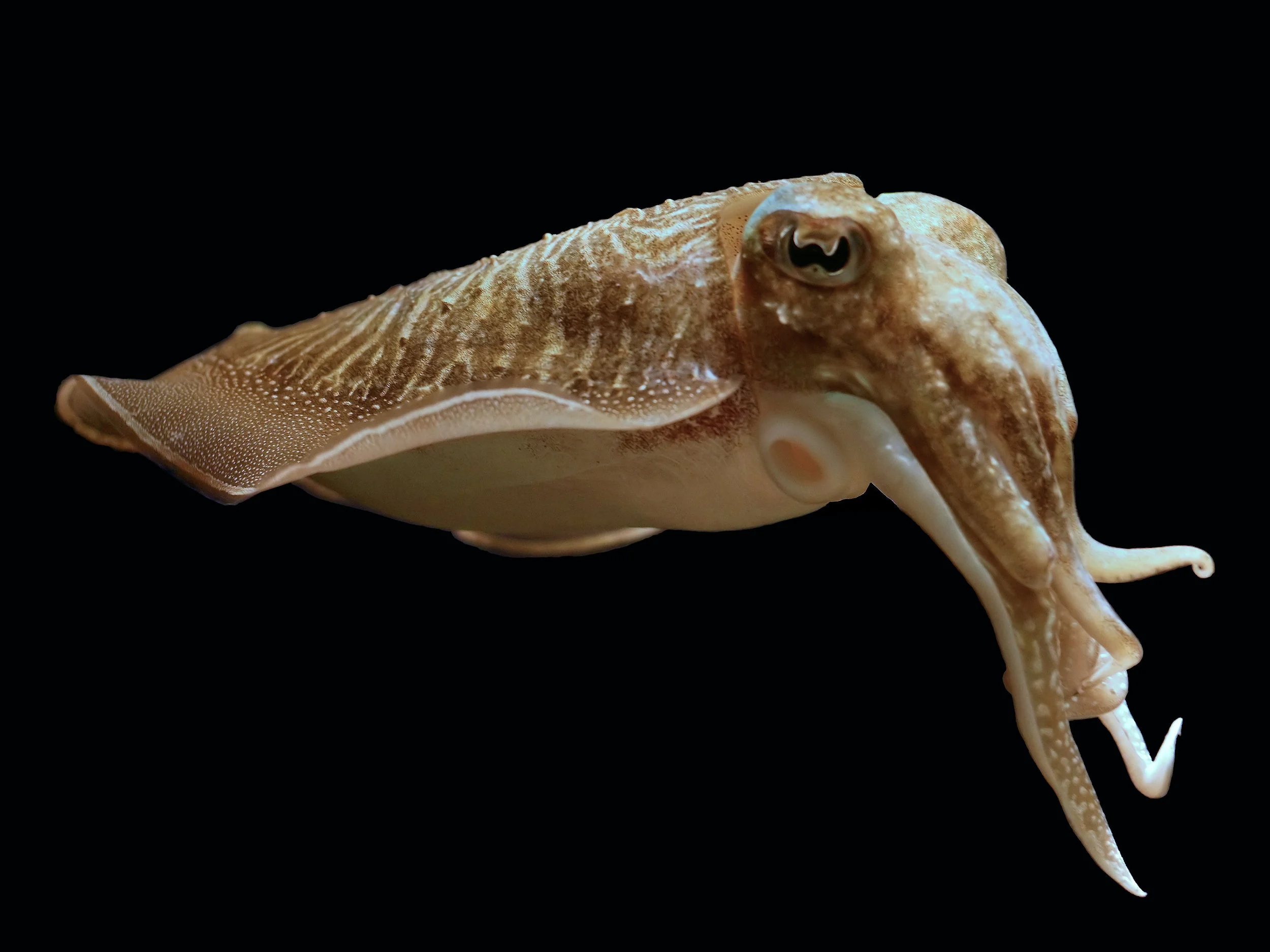 Sepia_officinalis_aquarium.jpg