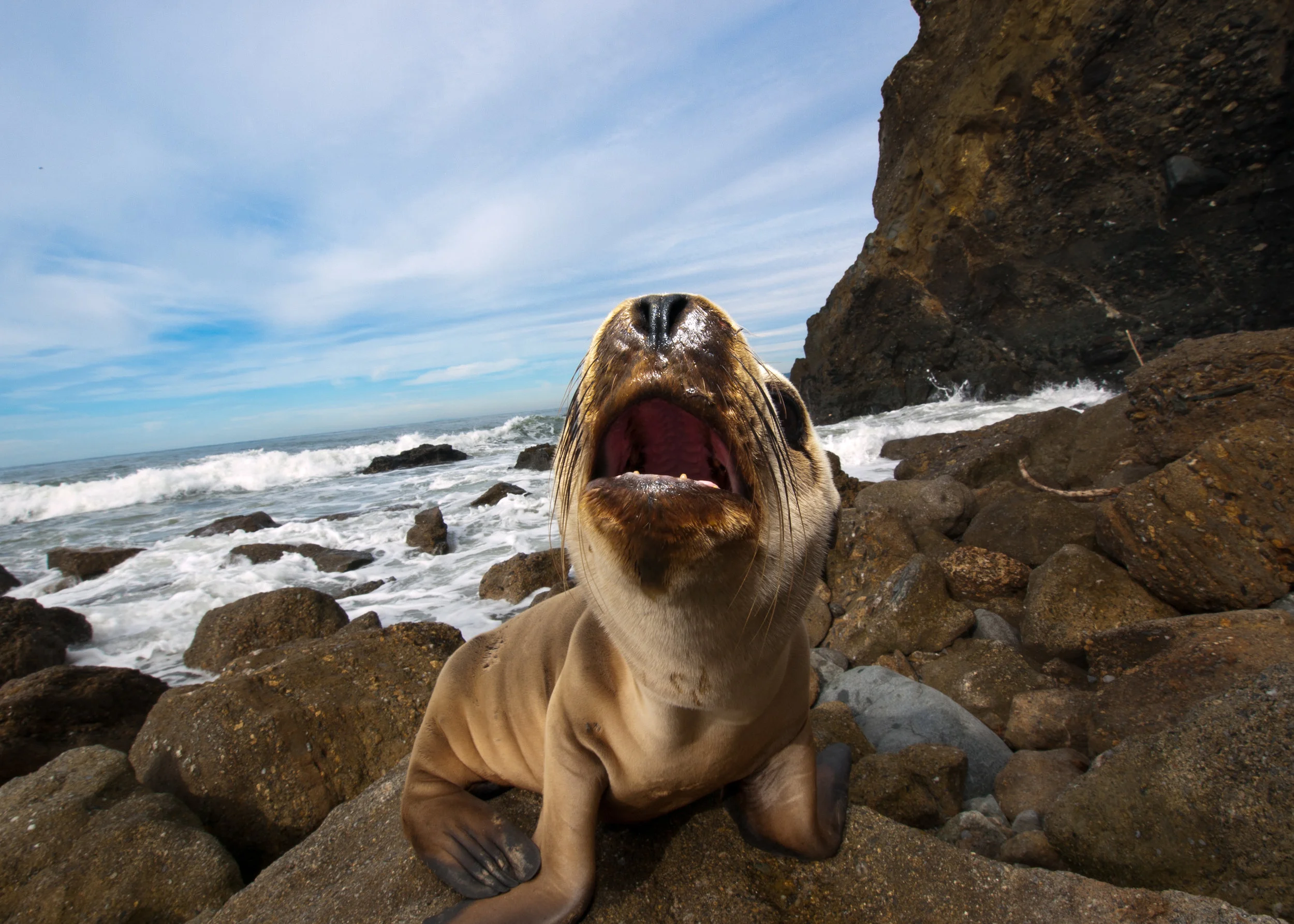 Barking_Sea_Lion_Pup.jpg