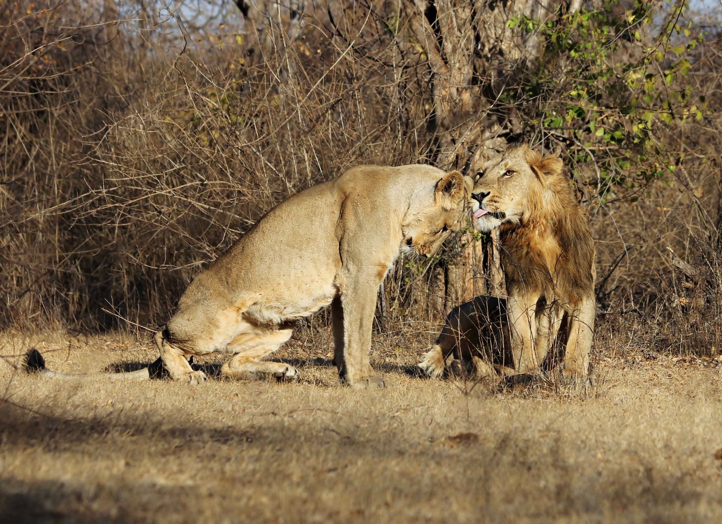 Promiscuous Lionesses Keep Cubs Safe — Mary Bates, PhD