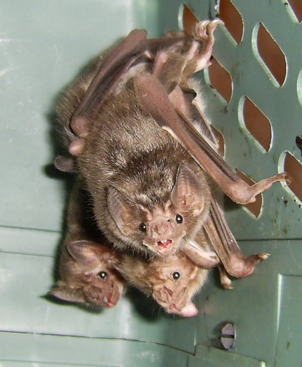 Social Distancing in the Animal Kingdom