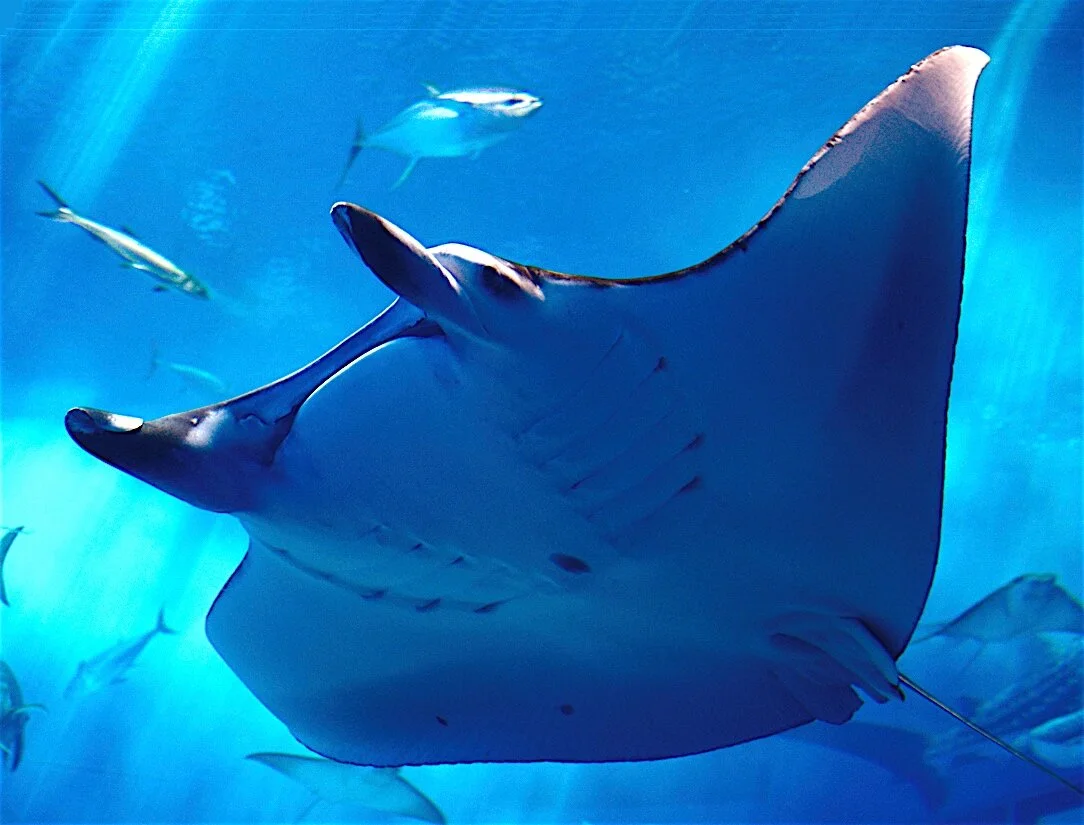 Manta Ray ‘Fin Language’
