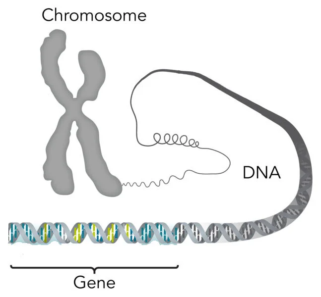 Rare Diseases