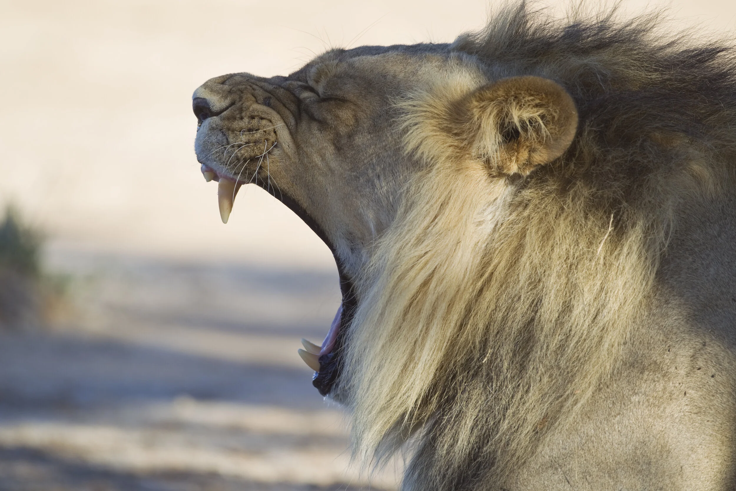 Why are Yawns Contagious?