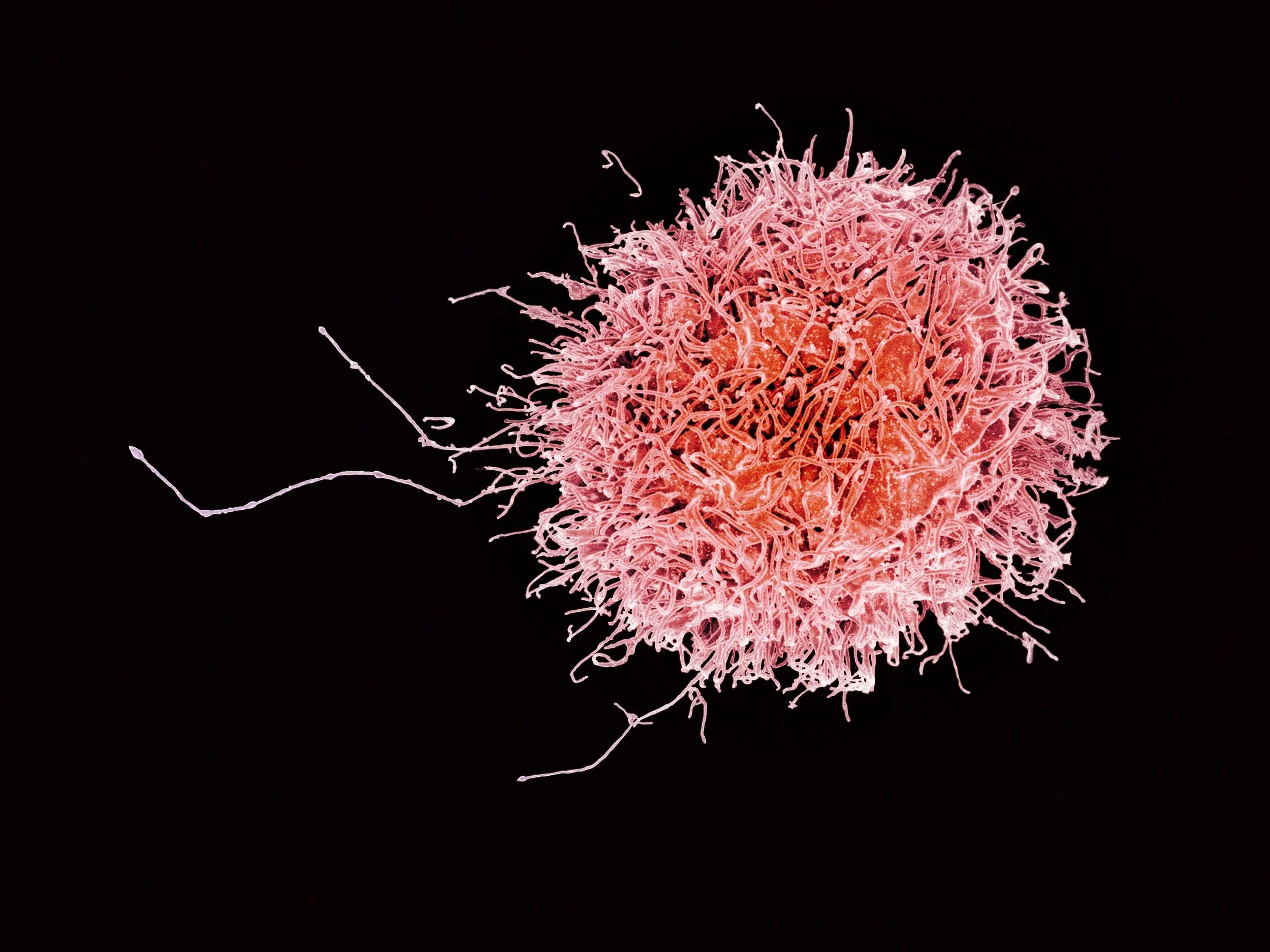 Engineering Immune Cells