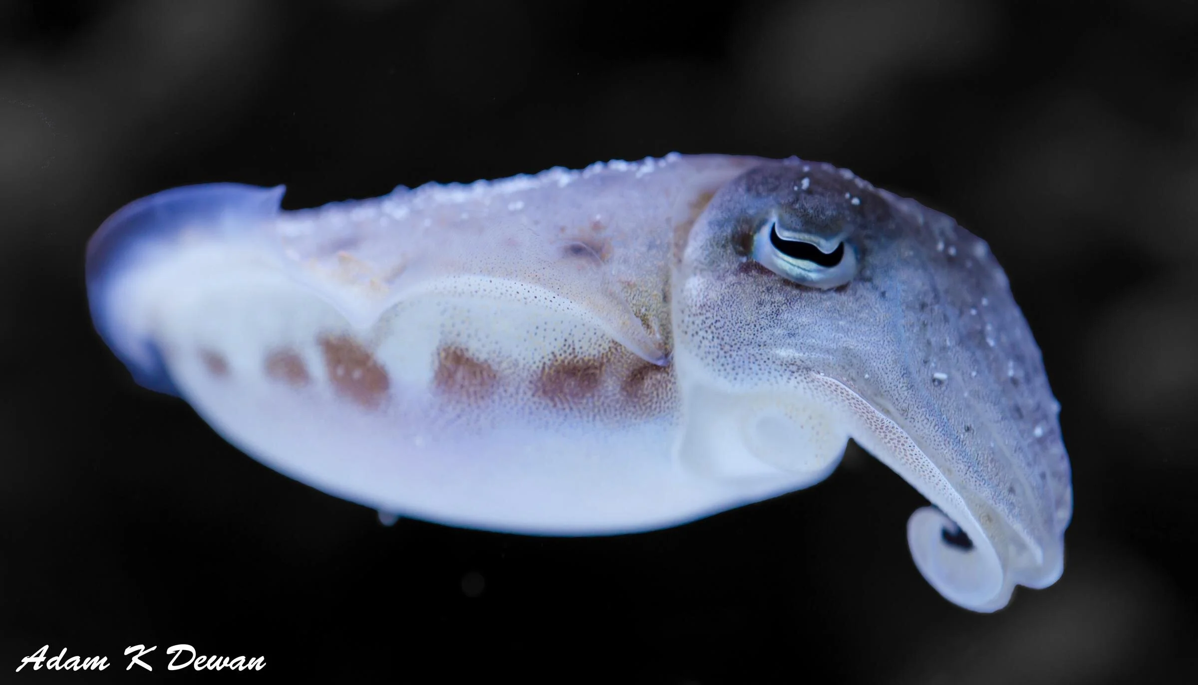 How Cuttlefish Think Outside of the Brain