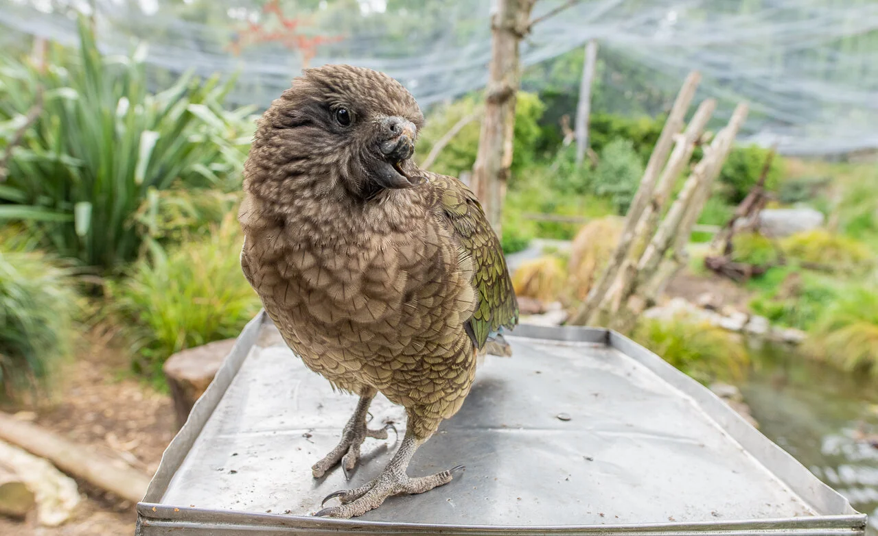This Disabled Parrot Invented a Way to Preen Himself