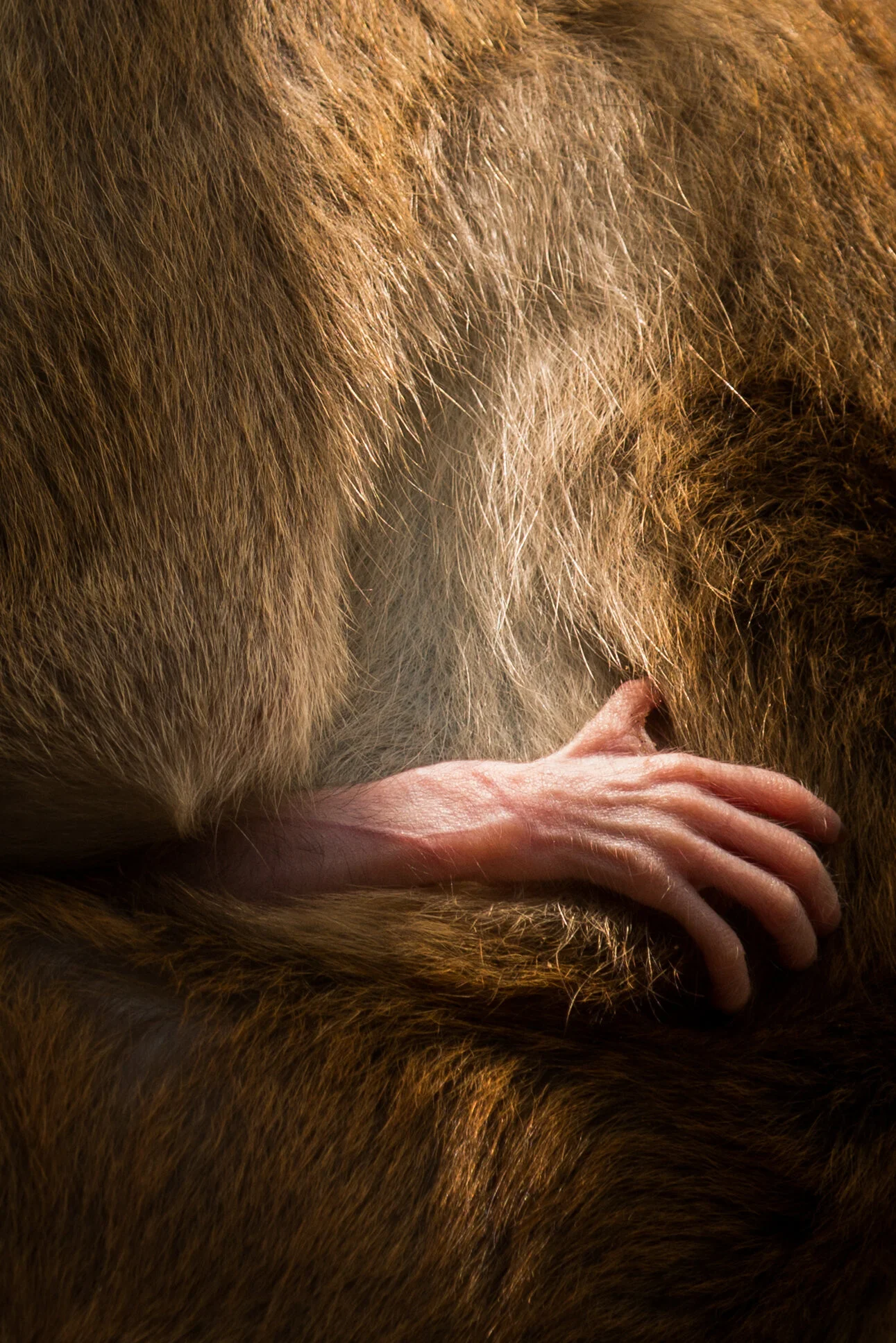Grief in Nonhuman Animals