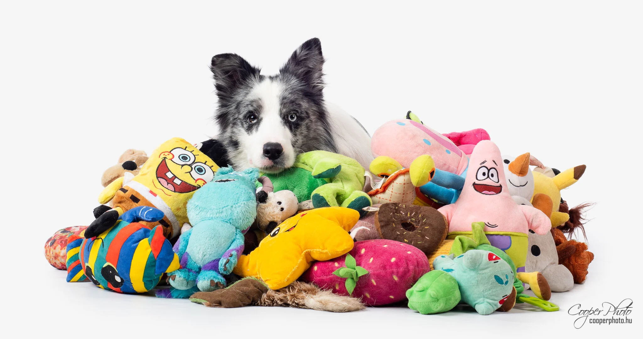 Dog Geniuses