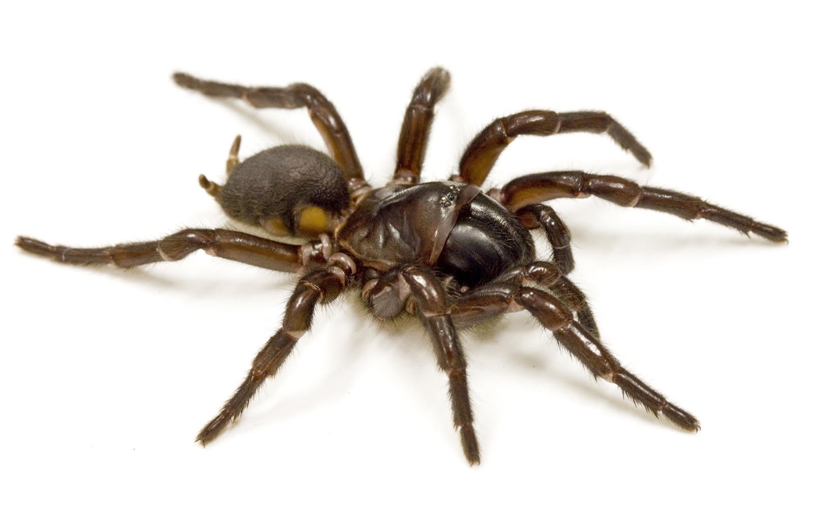 Medicinal Venom