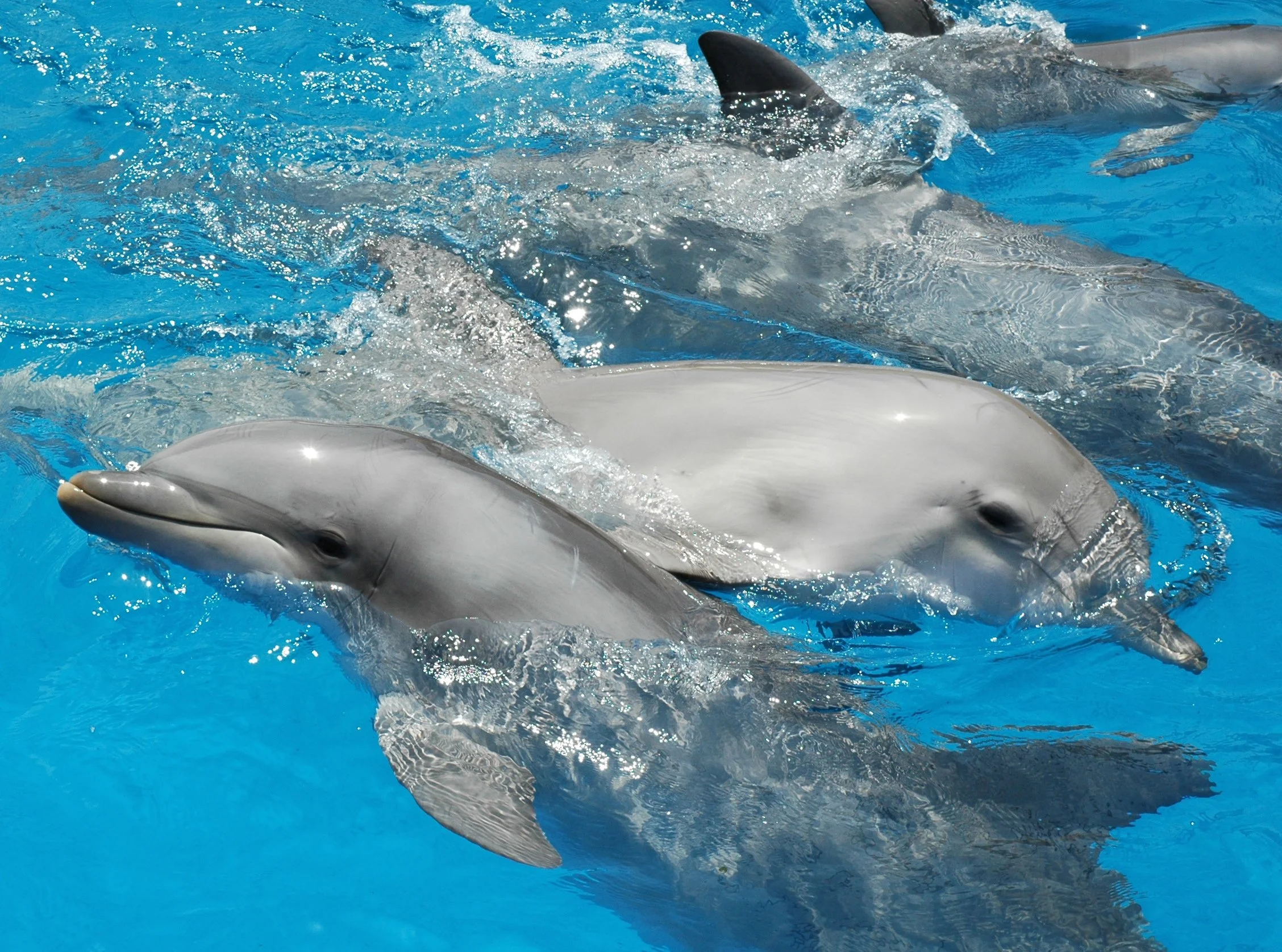Do Dolphin Signature Whistles Function as Names?