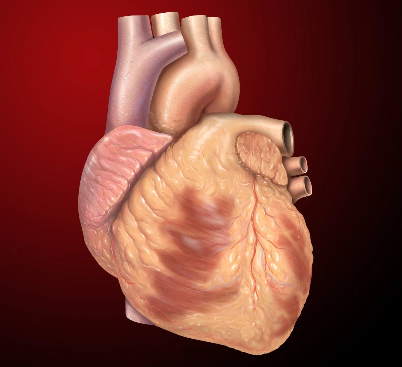 Cardiac Care in Duchenne Muscular Dystrophy