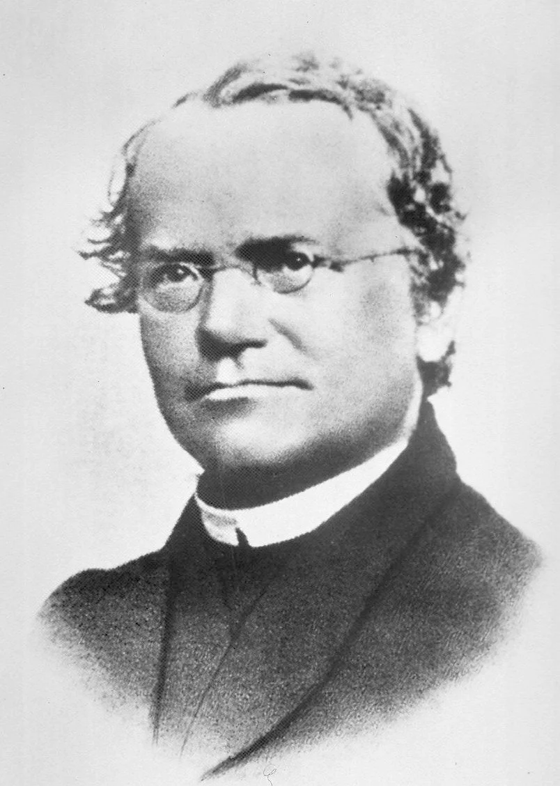 Mendel’s Principles of Inheritance