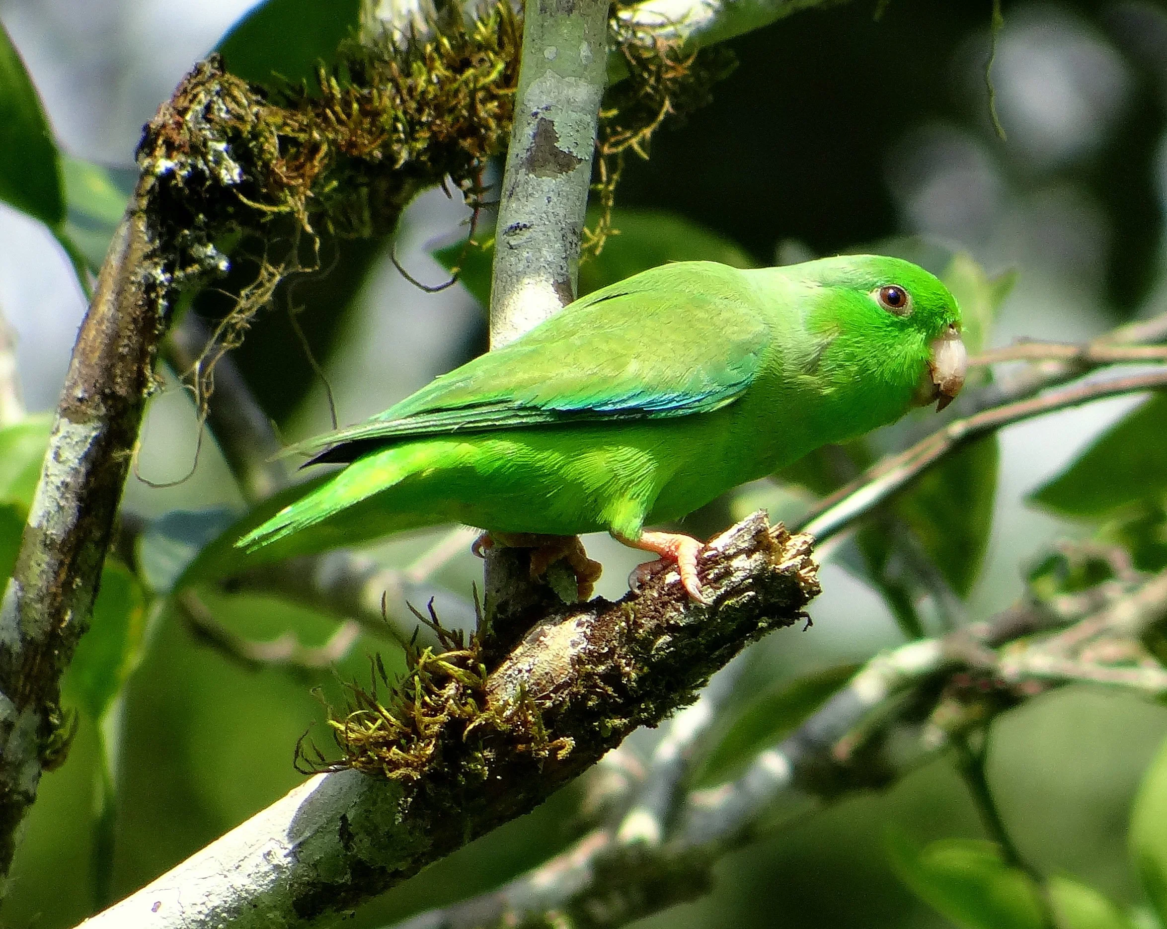 Baby Parrot Babbling