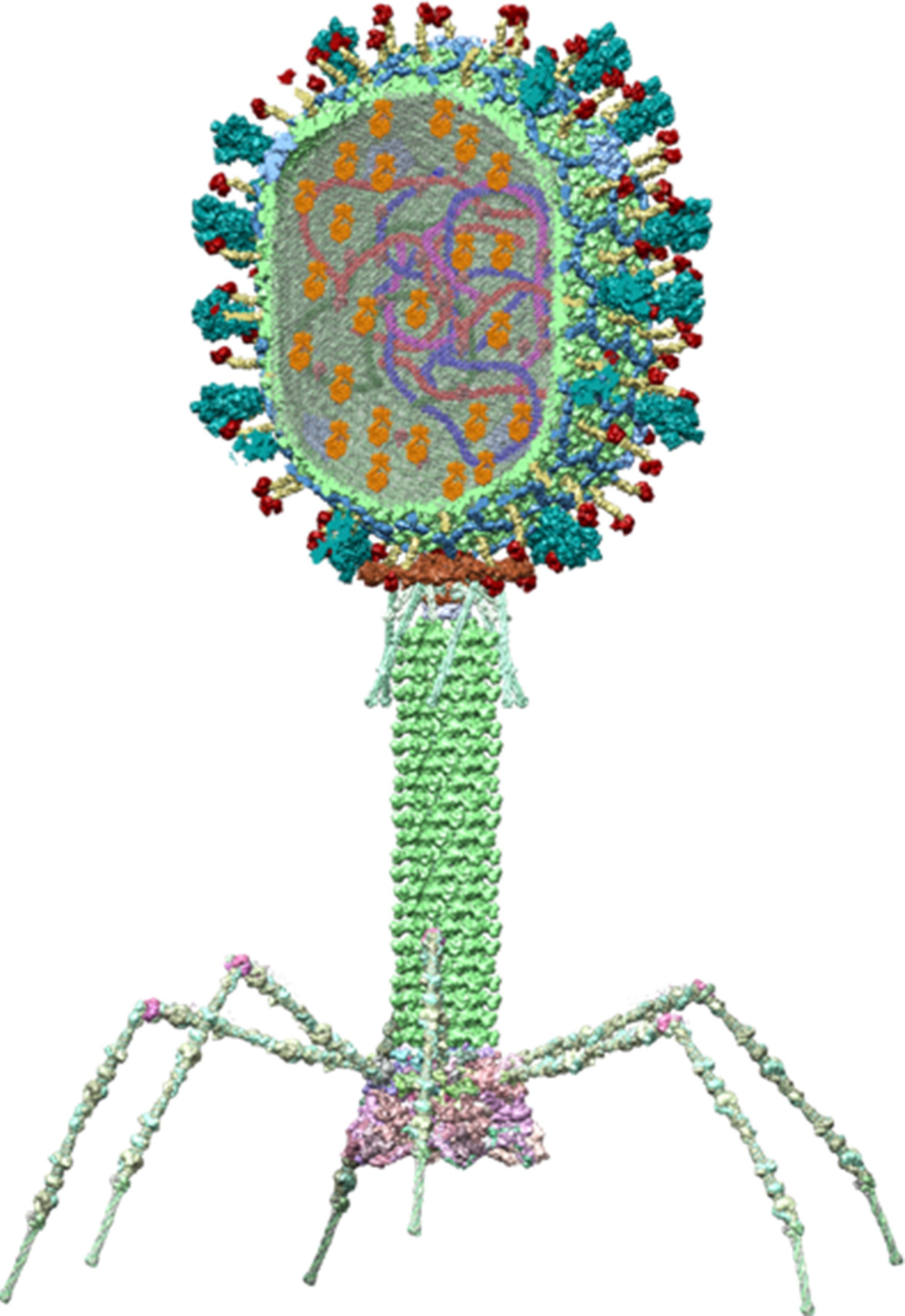 Phage-Based Vaccines