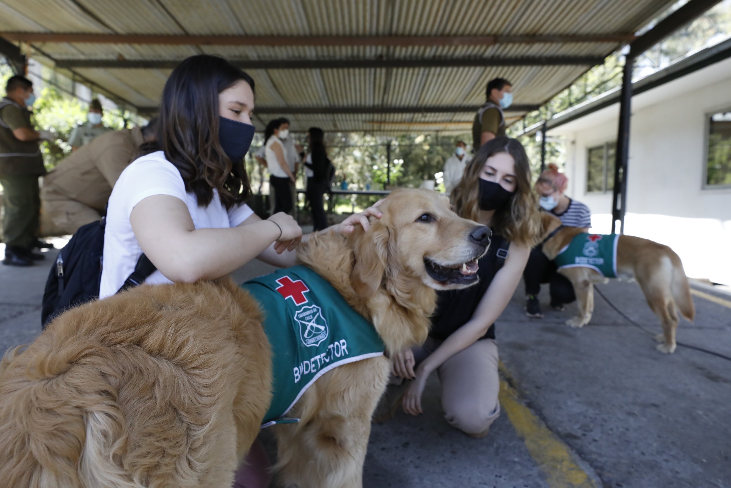 Doctor Dog