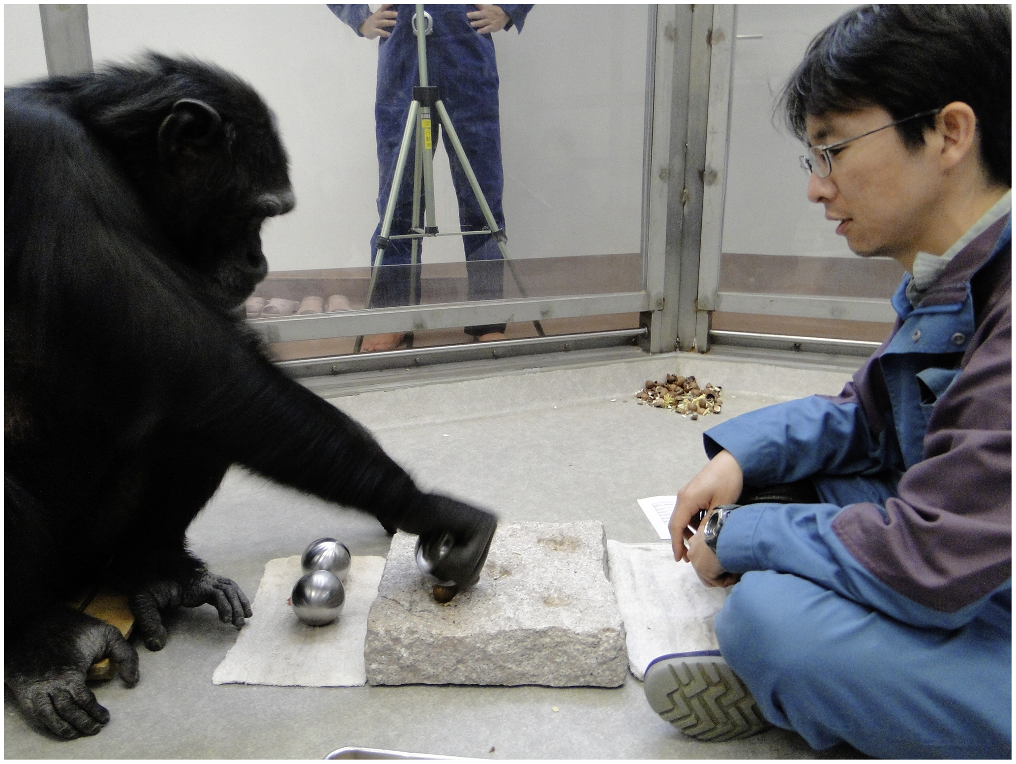 Chimpanzee Cognitive Research