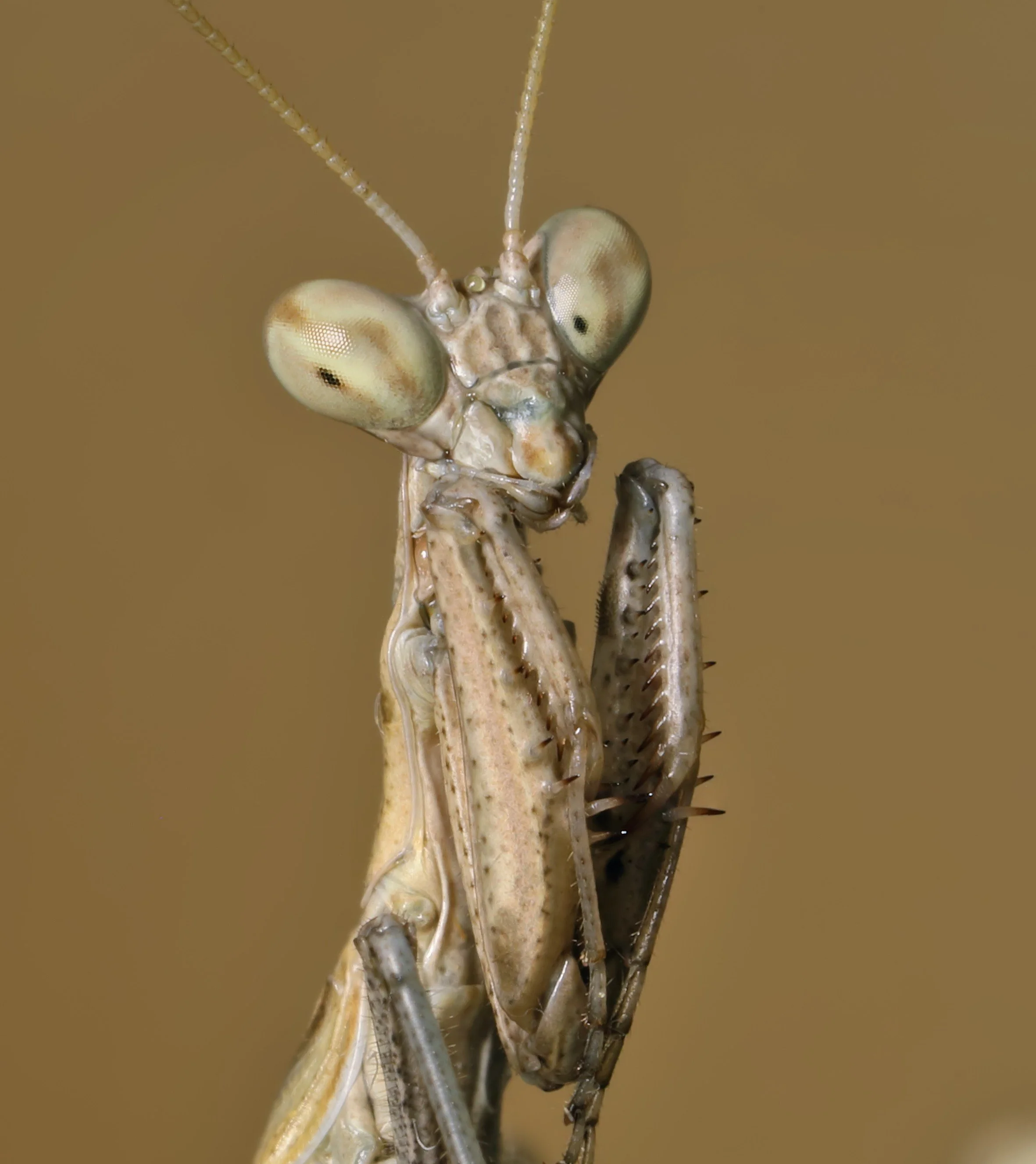 New Mantis Species Dances Like a Snake