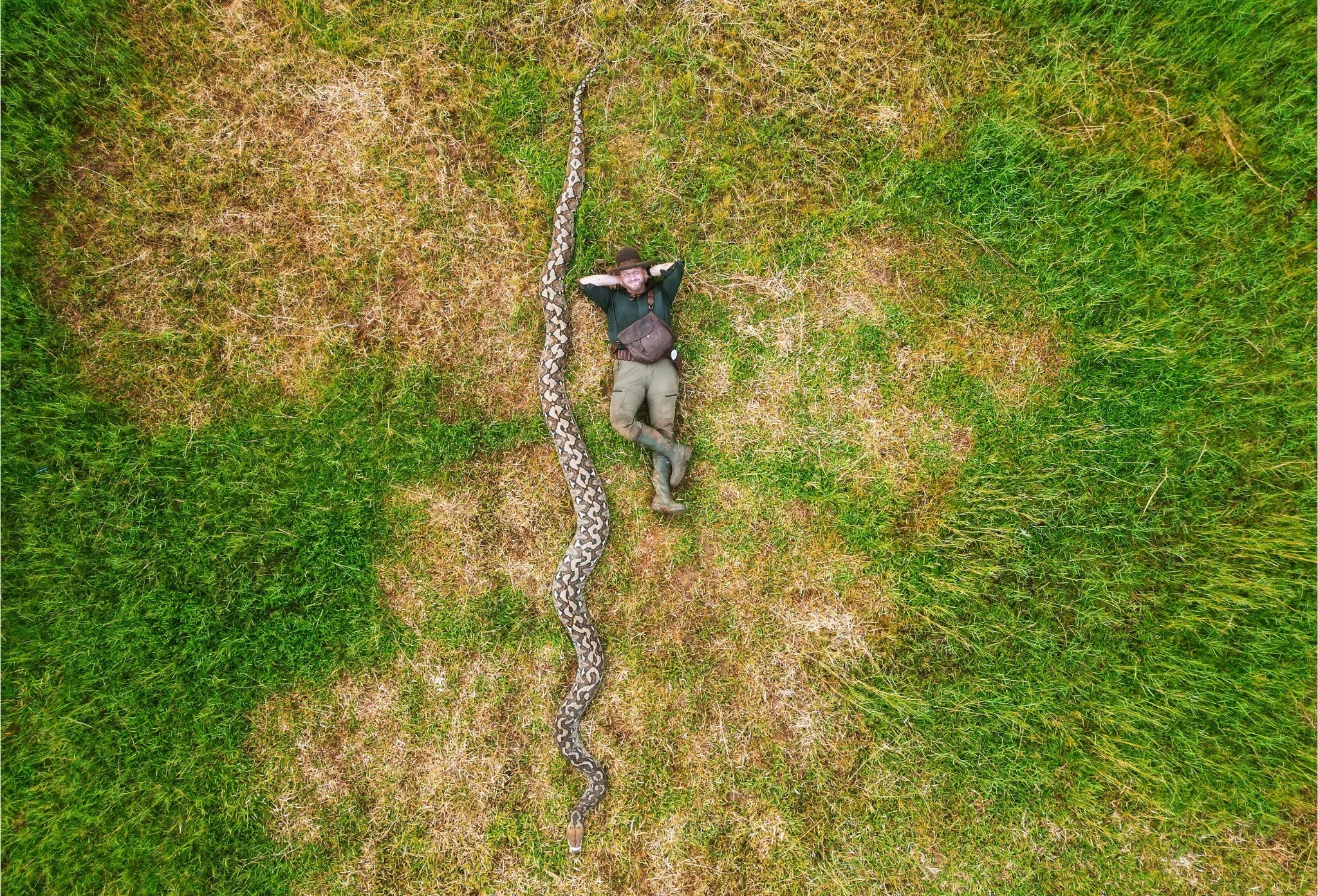 Record-Breaking Snake