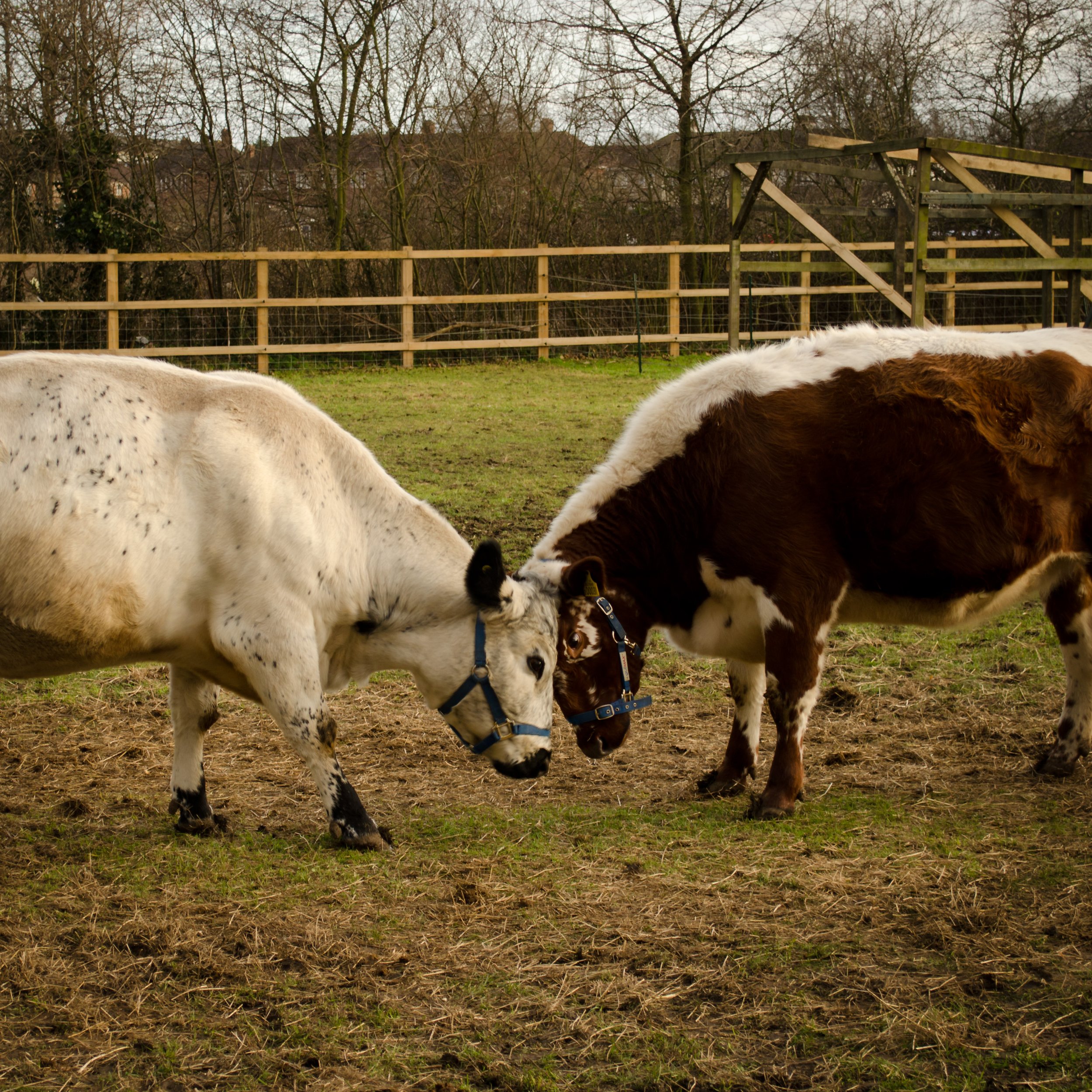 Play and Animal Welfare — Mary Bates, PhD