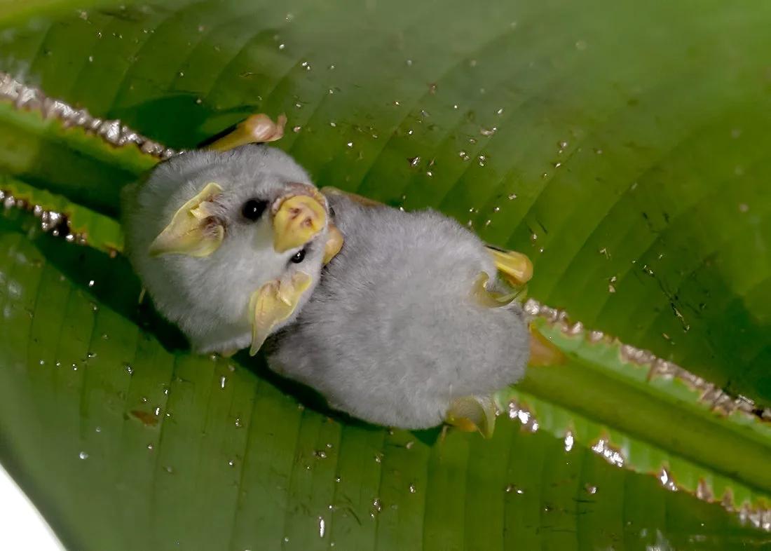 Tent-Making Bats — Mary Bates, PhD