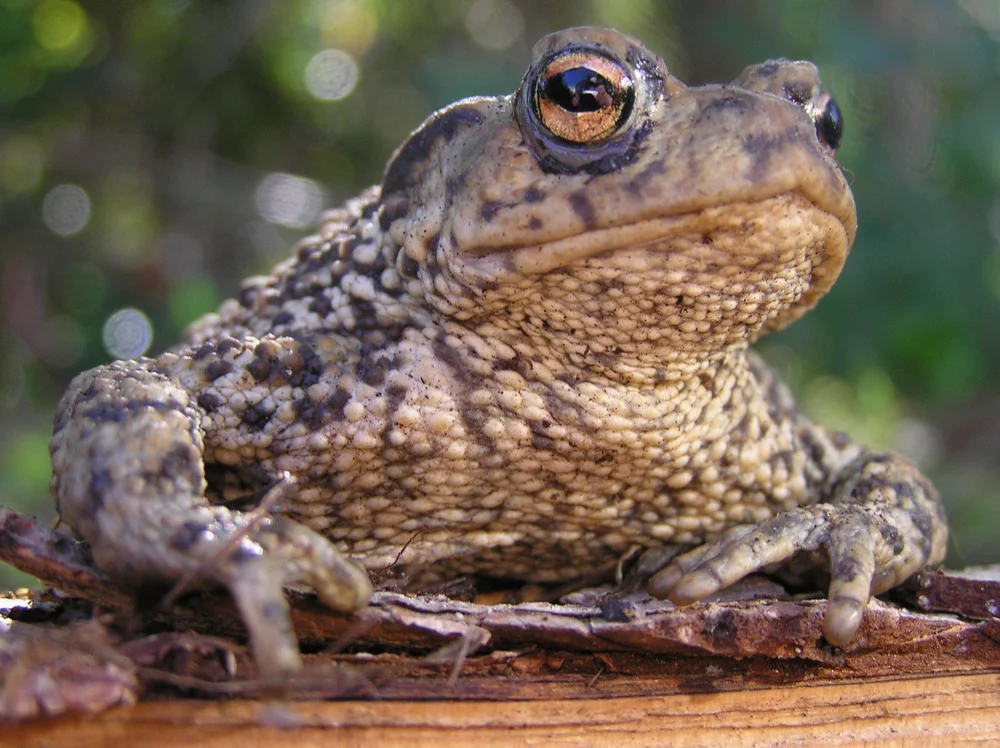 Tree-Climbing Toads — Mary Bates, PhD