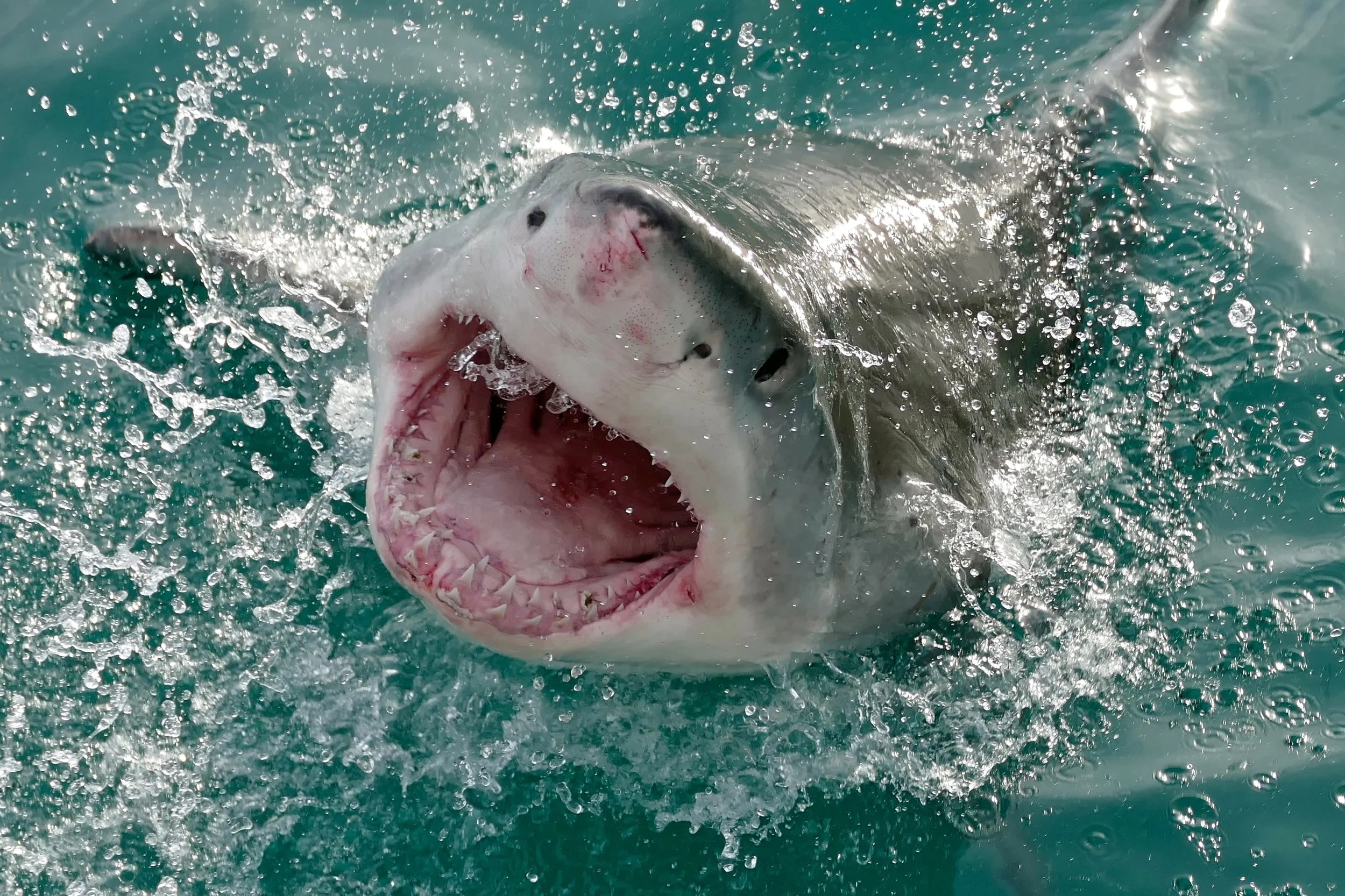 Why Do Sharks Bite People? — Mary Bates, PhD