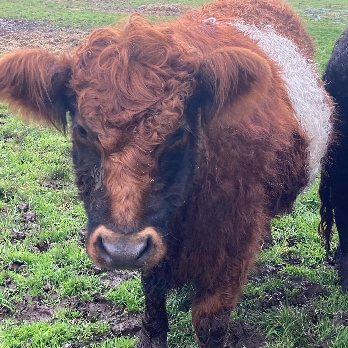 #beltedgalloways #winter #grassfed #slowgrown #regenerativeagriculture #buninyong #ballarat #bungaree #artisanfarm #knowyourfarmer