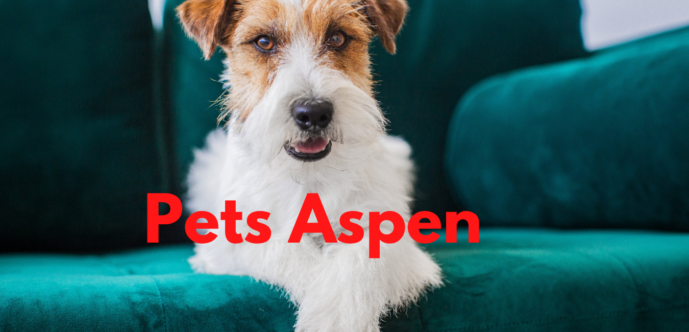 Pets Aspen (3).png