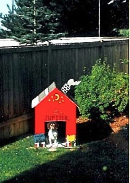 Jupiter in the house we designed and made. Yes, folks, she is chewing the garden hose.