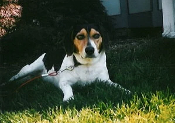 A good dog.