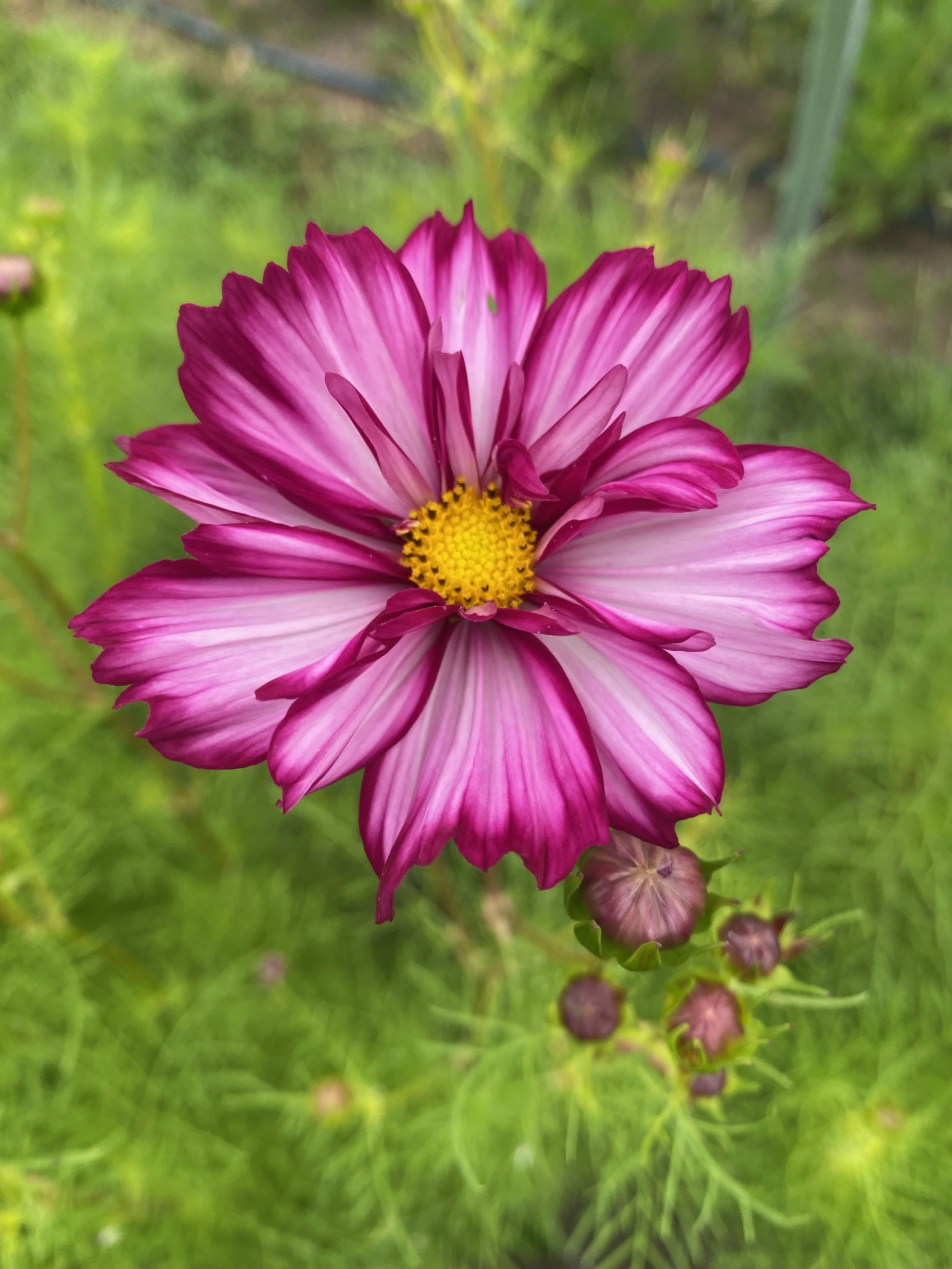 image3 (2).jpeg