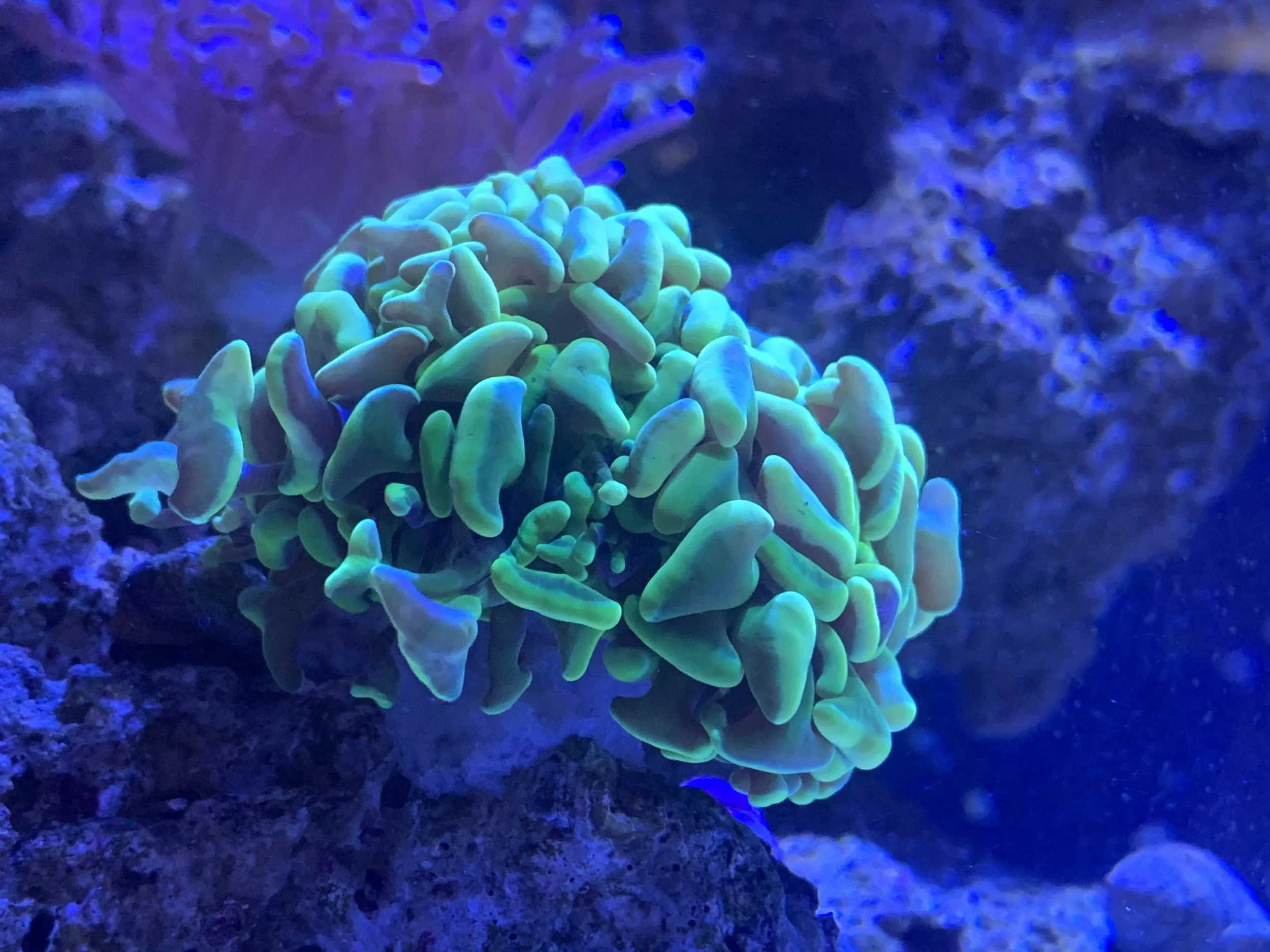 So I told you I'm a fish mom...