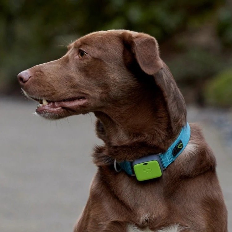 Tractive dog GPS collar review: Great budget tracking collar
