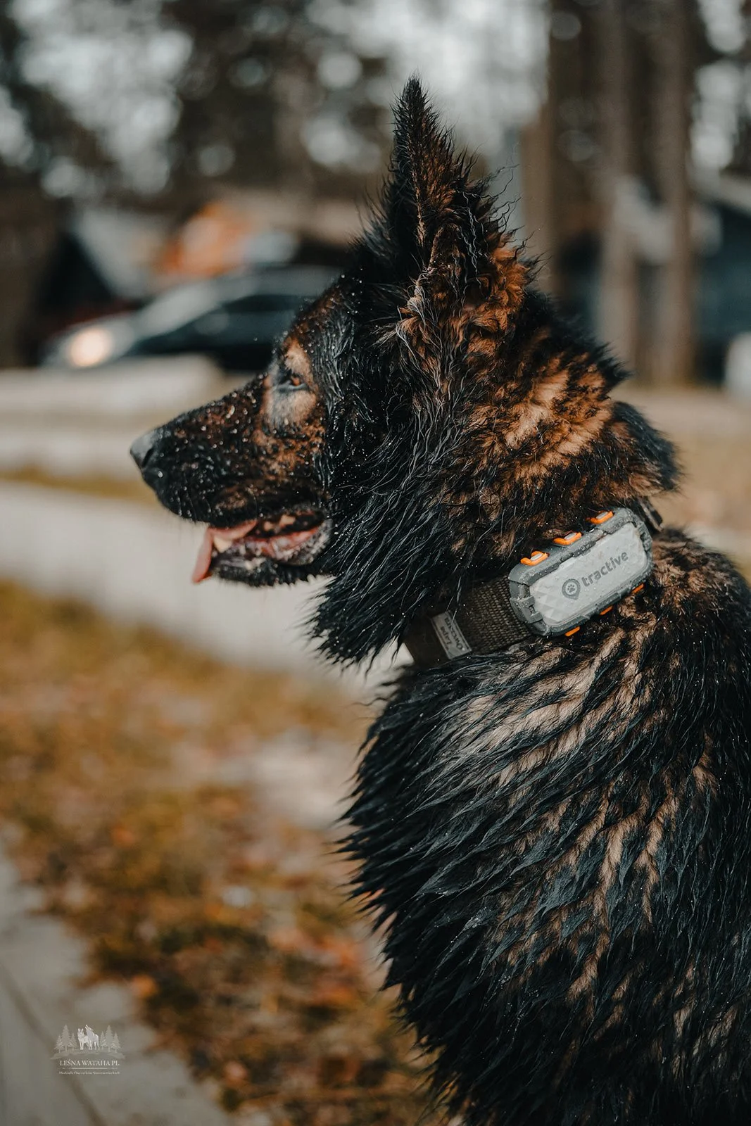 Tractive GPS for Dogs: Peace of Mind When Your Dog Wanders