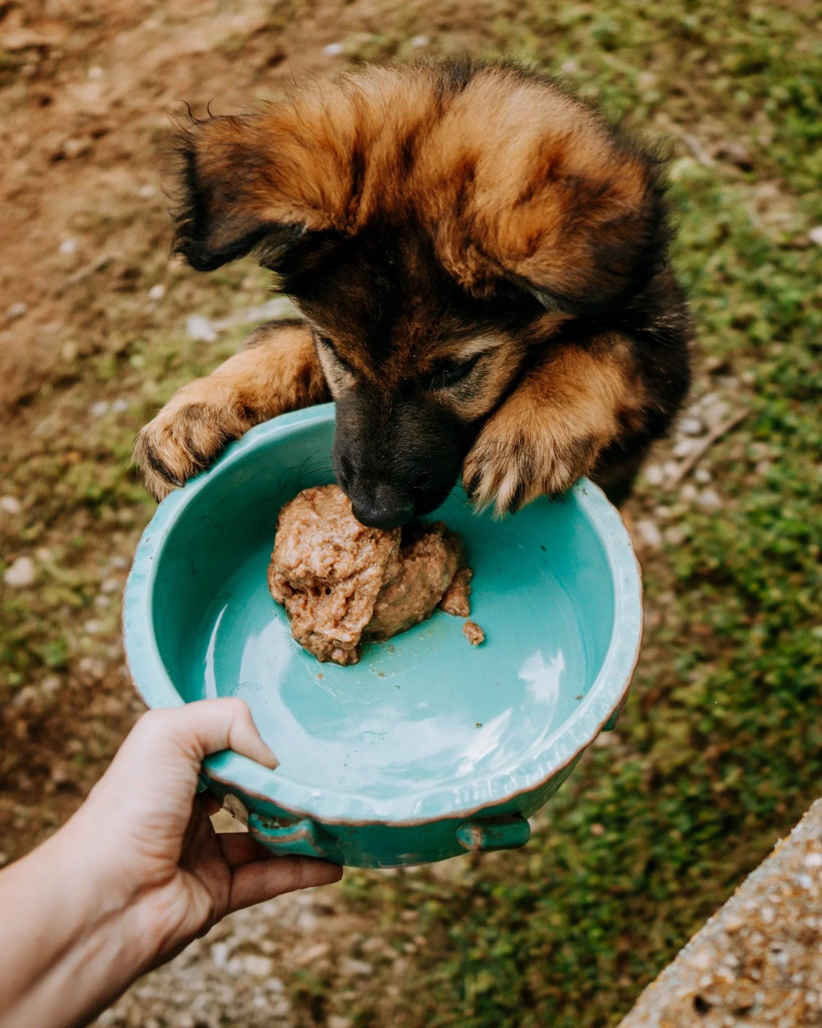 Best Raw Dog Food for Puppies