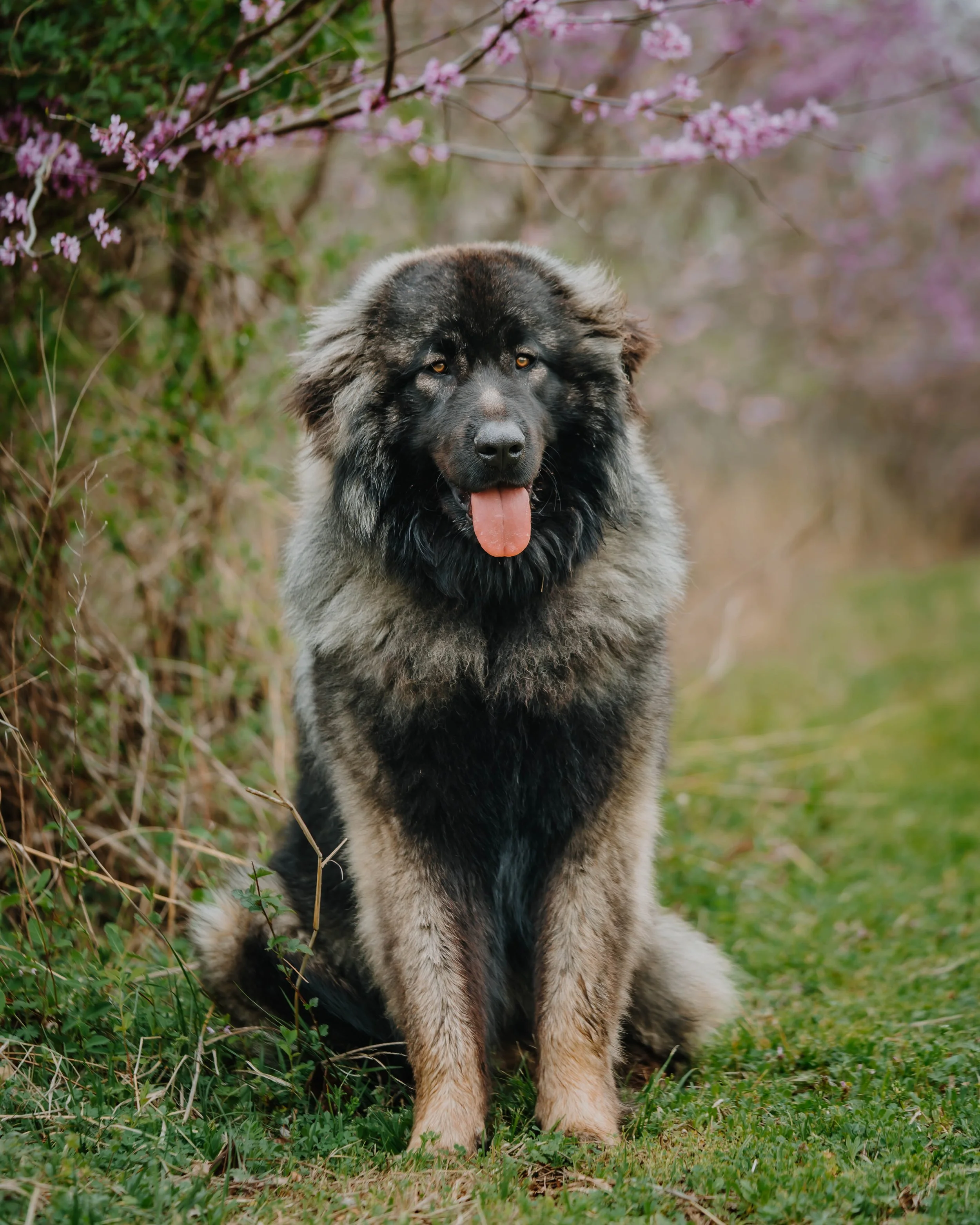 Estrela Mountain Dog sitting in front of red bud tree