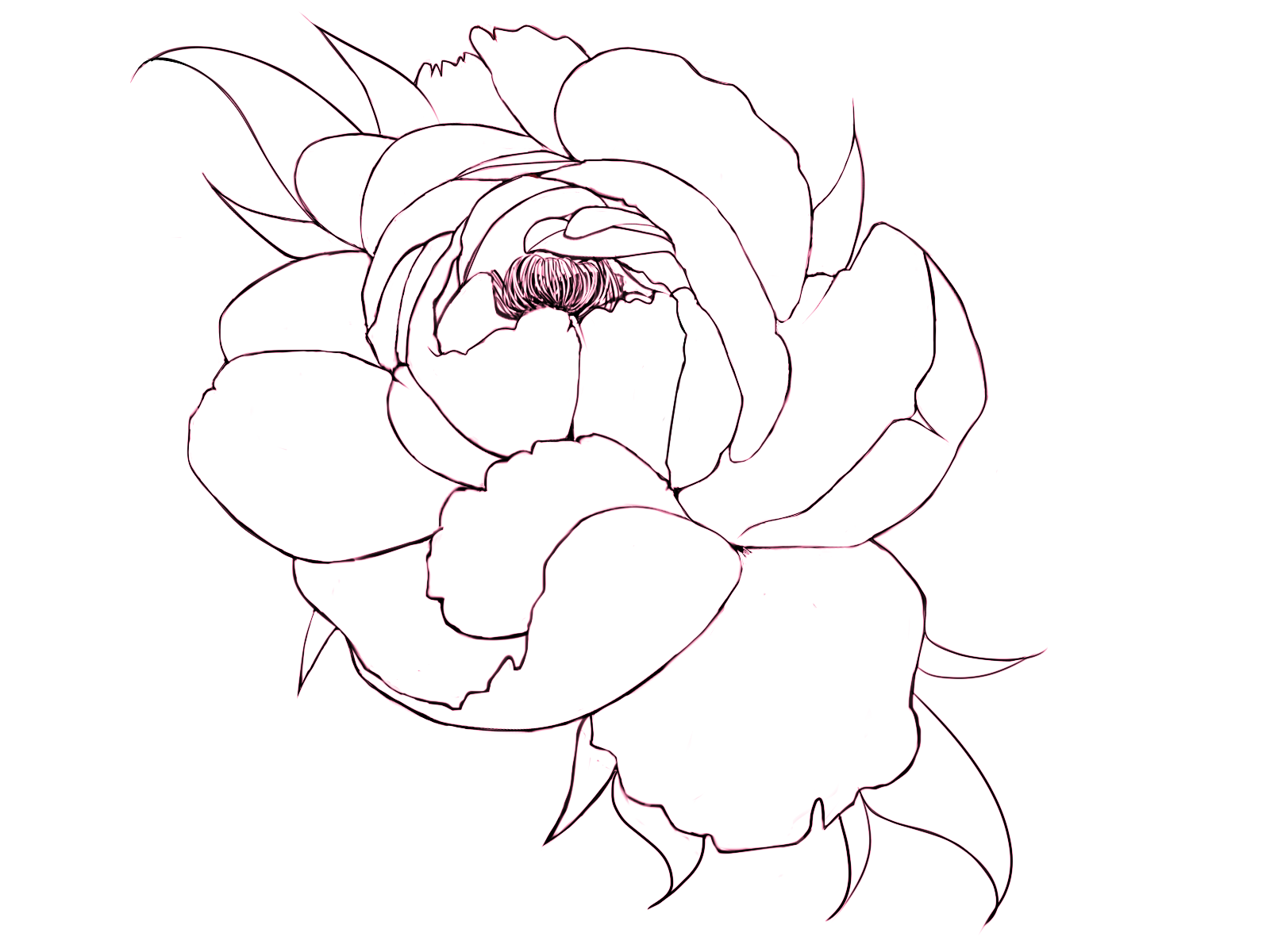 peony ink .png