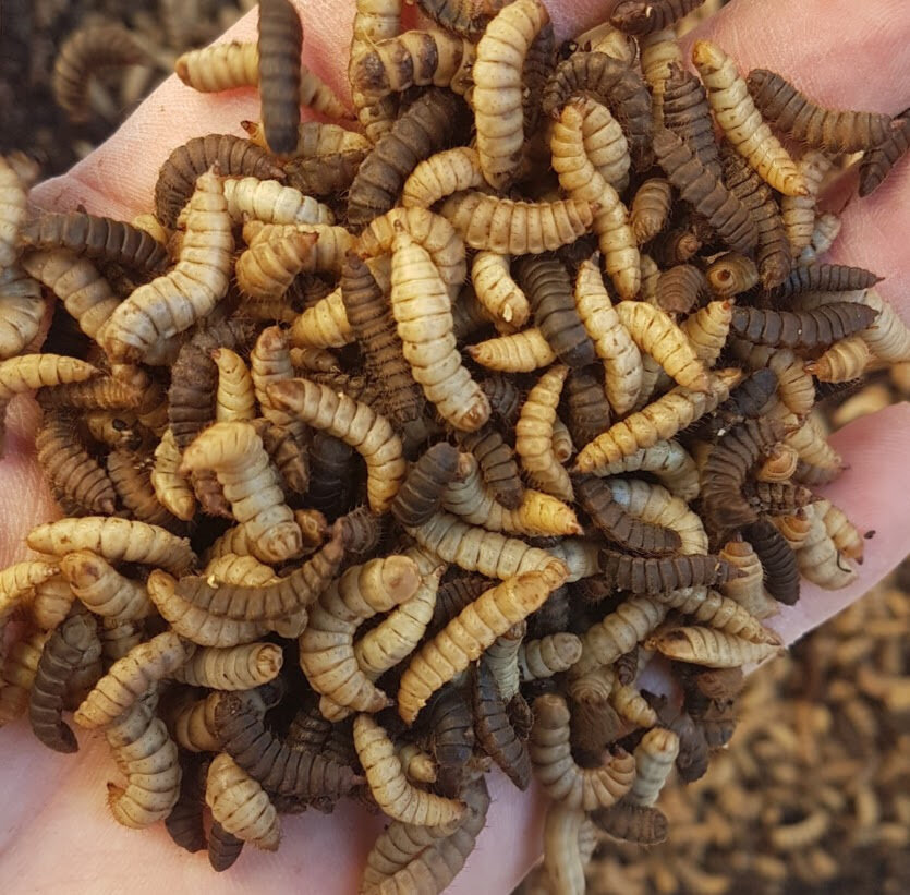 BSFL are very easy care