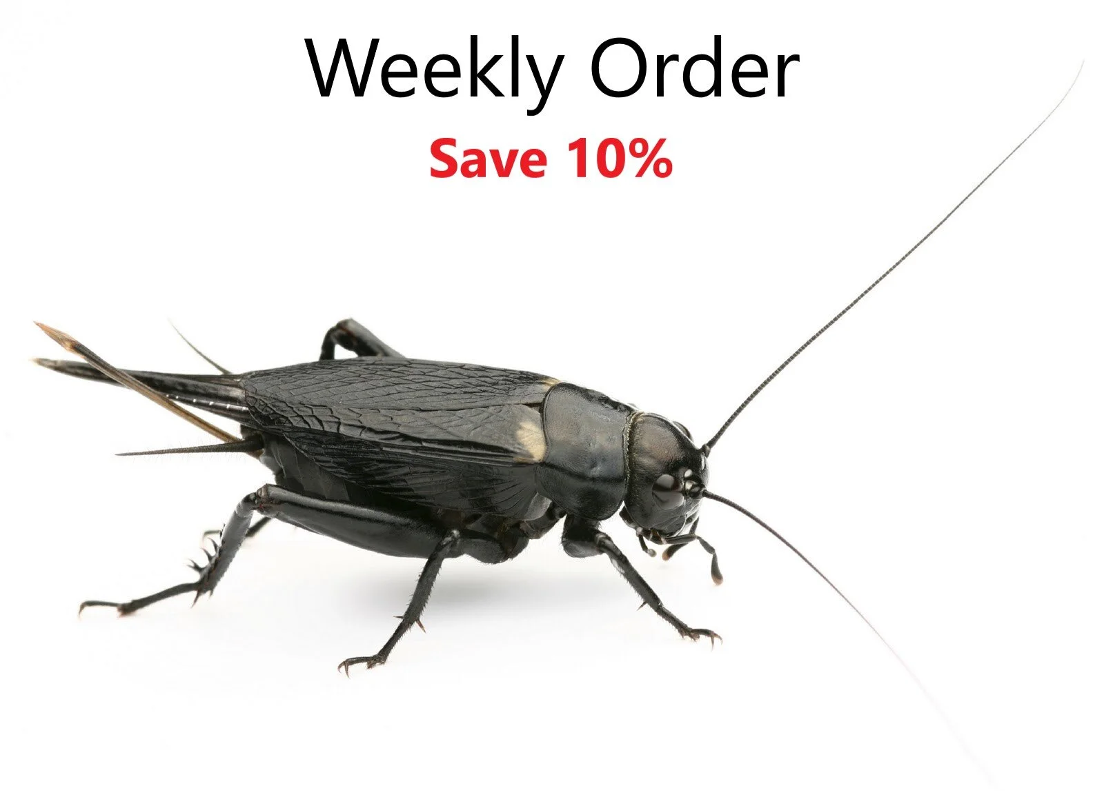 Black Field Cricket2 (1).jpg